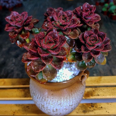 多肉植物巧克力方砖老桩多头群生大颗肉肉植物组合盆栽绿植花卉