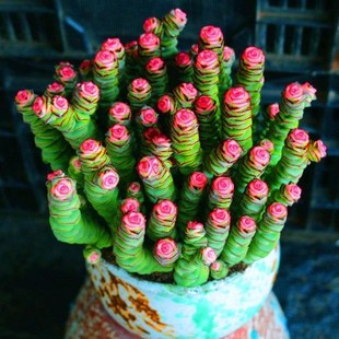 新品 彩色钱串锦大株粉色多肉植物肉肉植物红心钱串品种盆栽室内绿