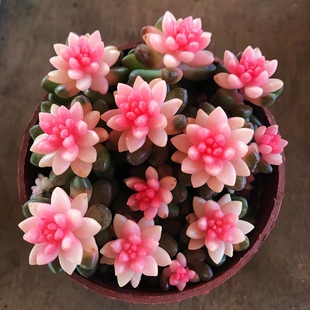 粉色赤豆满额 多肉植物稀有小贵货罕见粉色多肉阳台盆栽绿植 包邮