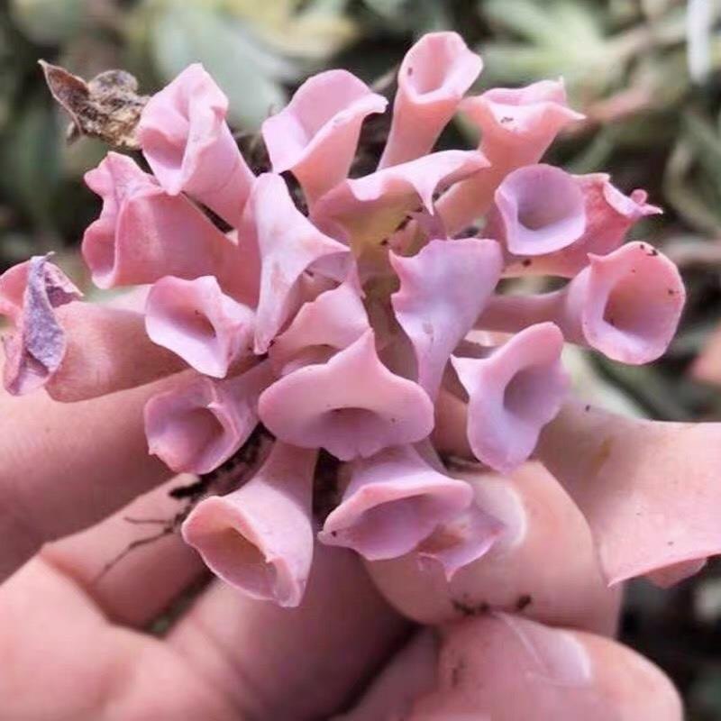 魔笛/猪鼻子/筒叶pink好看的多肉植物稀有品种阳台桌面小盆栽
