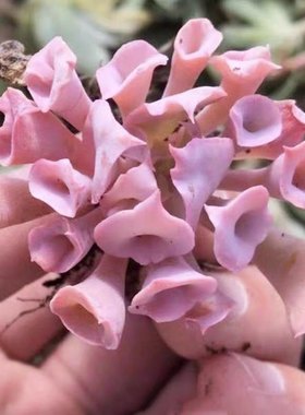 魔笛/猪鼻子/筒叶pink好看的多肉植物稀有品种阳台桌面小盆栽