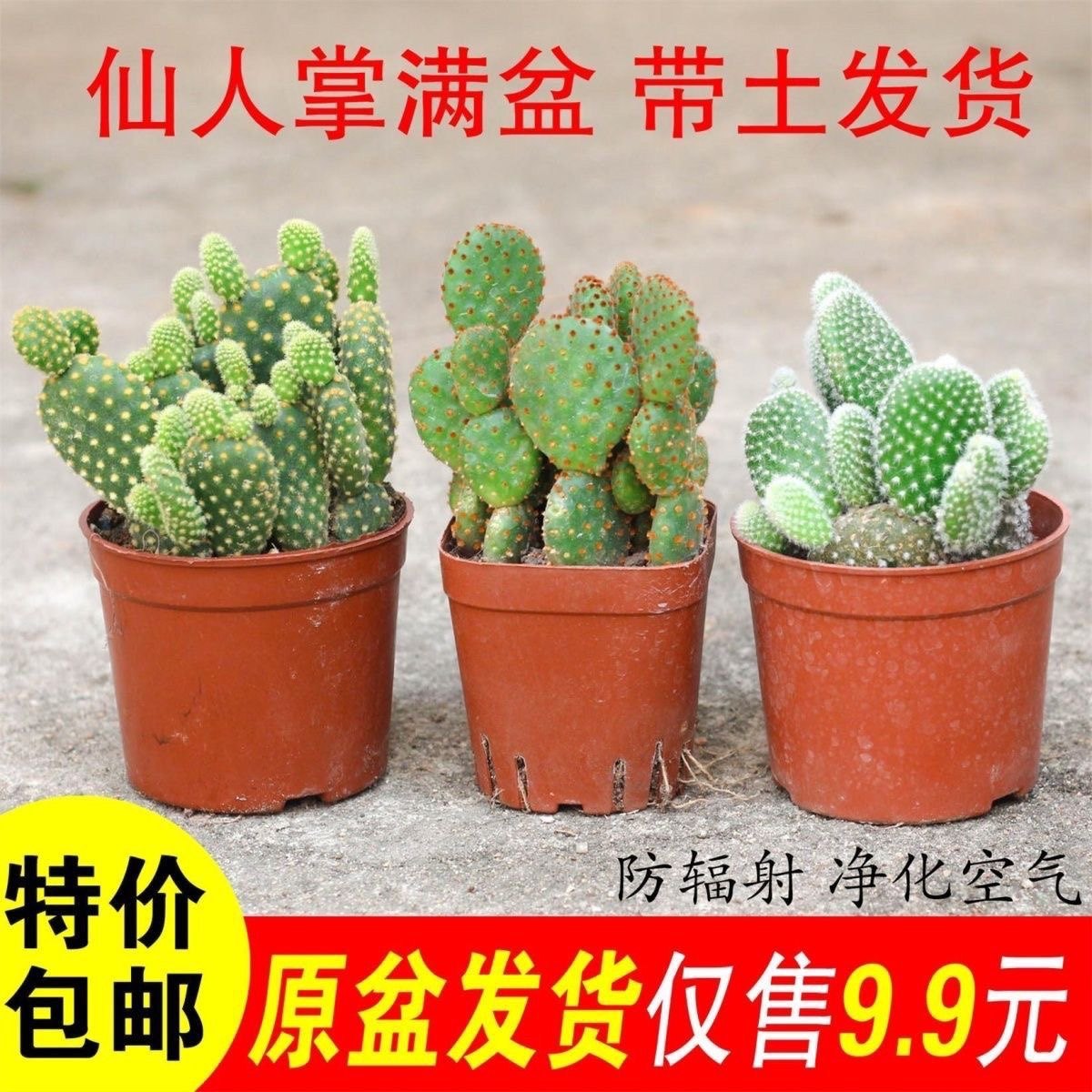 黄毛掌仙人掌多肉植物红毛掌白毛掌肉肉植物绿植办公室盆栽