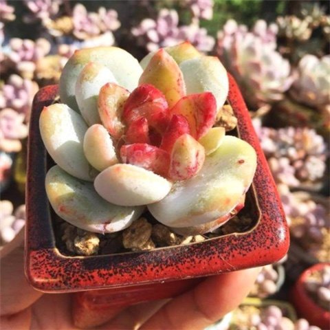 贵货韩国进口糖心雪天使巨型多肉状态好5-7cm糖心明显