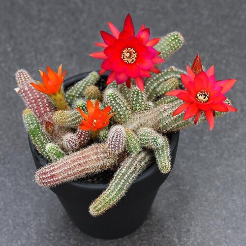 植物员外白檀开橙花红花仙人球室内桌面多肉绿植小盆栽