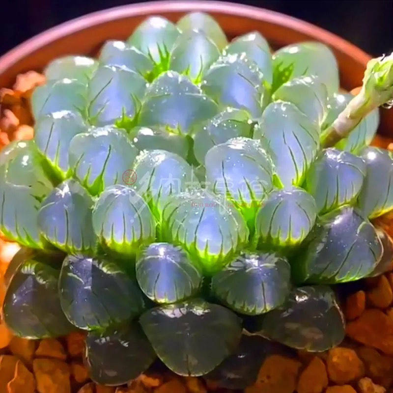 多肉植物冰灯玉露 透窗带盆栽好桌面室内防辐射净化空气美观好养