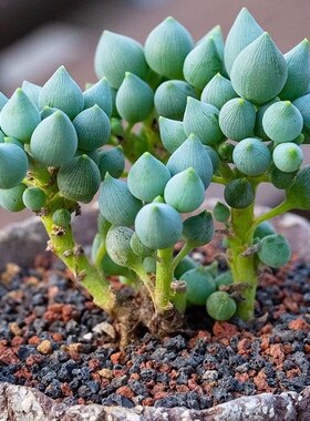 多肉植物菊科【锦上珠 多肉植物萌萌肉肉盆栽花卉多肉盆栽
