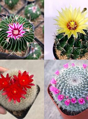 特价仙人球大全新款多肉植物防辐牡丹锦白雪光金虎绯花玉龙王盆栽