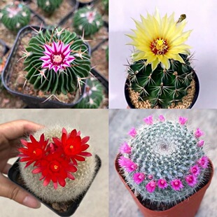 特价仙人球大全新款多肉植物防辐牡丹锦白雪光金虎绯花玉龙王盆栽