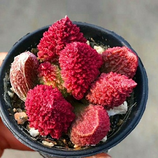 大疣朱紫玉水泡 多肉植物球茎根块大尤朱子玉多肉组合小盆栽