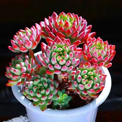 蓝苹果多头群生多肉植物蓝精灵盆栽肉肉新手办公室创意绿植防辐射