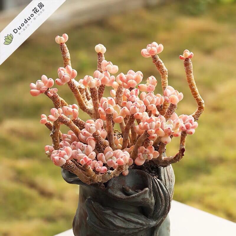 粉豆群生绿豆多肉植物新手办公室超萌肉肉四季盆栽