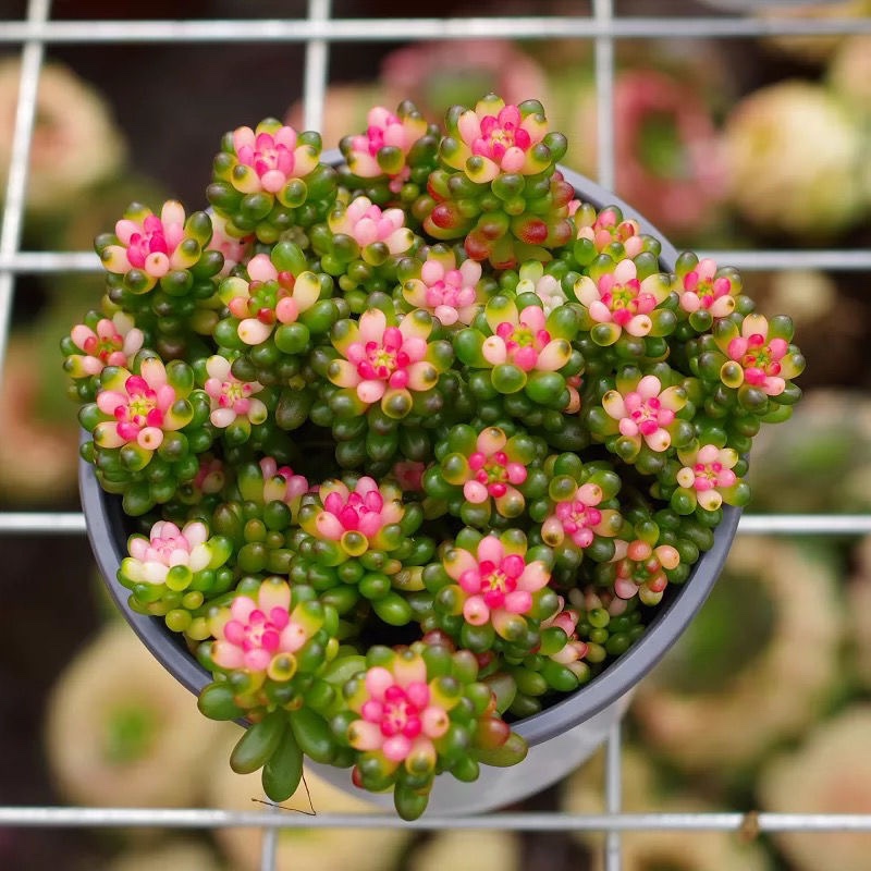 粉色多肉植物七彩龙珠彩色红心浆果稀有花卉品种办公室桌面