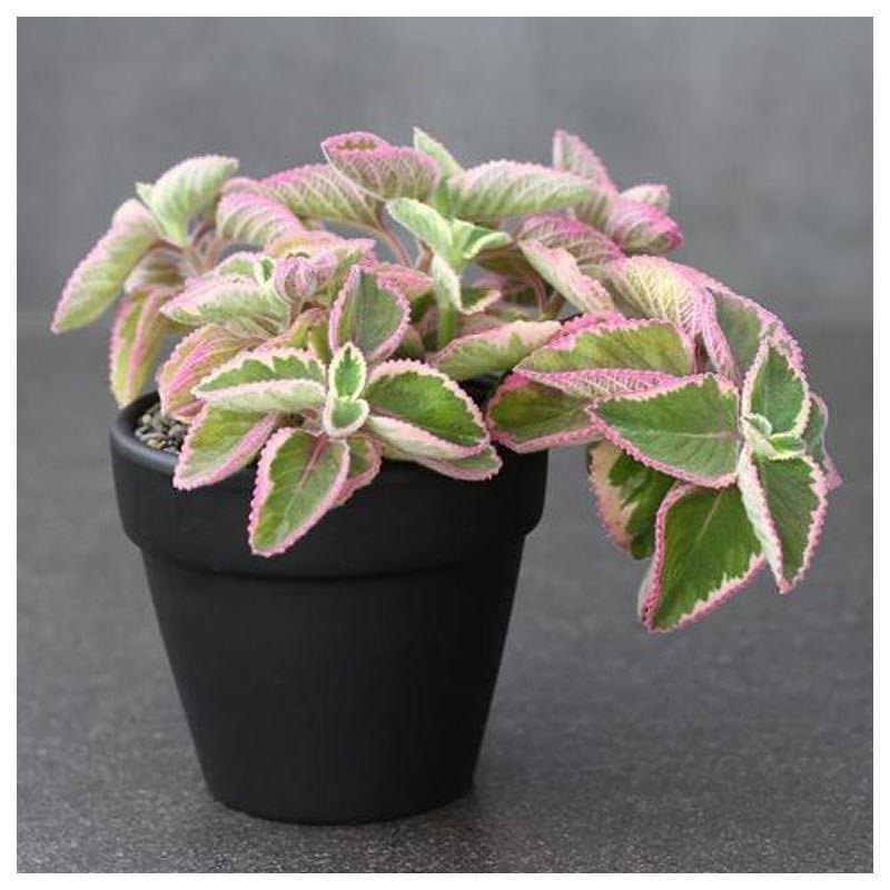 碰碰香锦多肉植物香妃肉肉淡淡薄荷香花卉盆栽室内阳台防蚊虫,鲜花速递/花卉仿真/绿植园艺,多肉植物,淘宝优惠券,粉丝福利购,淘宝优惠卷