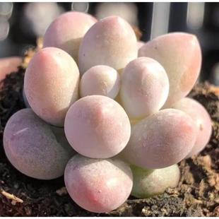 韩版 汤圆多肉植物盆栽糖豆迷你超萌手指奶办公室迷你肉肉花卉 新品