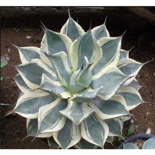 龙舌兰科【 吉祥冠锦】夏种型多肉植物雷光斑美洲热带属绿化盆栽