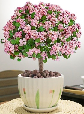 金枝玉叶老桩盆栽多肉植物批发室内花卉耐旱懒人好养棒棒糖造型