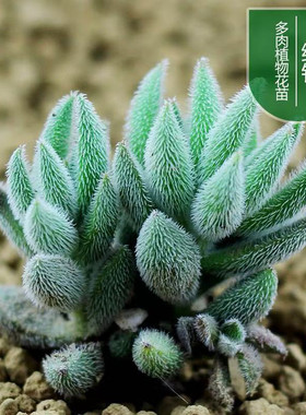 满额包邮多肉植物【绒针】群生奇趣植物辐 多肉盆栽