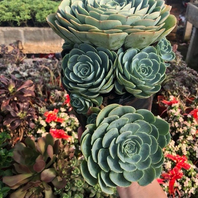 老桩系列多肉植物玉蝶多肉大课石莲花多肉多头石莲掌莲花掌景天科