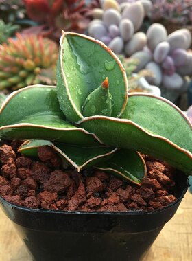 奇趣植物玫瑰武士龙舌兰科虎尾兰属多肉植物美观盆栽