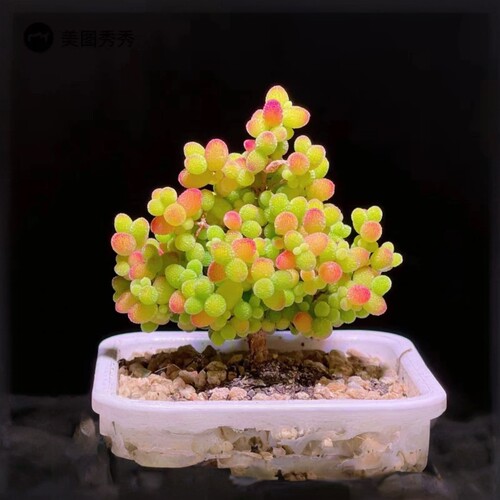 多肉植物米粒枝干番杏糖球肉肉植物办公室桌面超萌肉肉花卉小盆栽