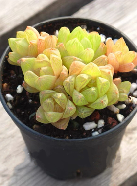 橙色玉露姬玉露大群多肉植物巨大株群生带盆发货云南窗台桌面好