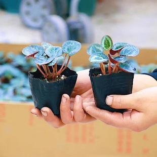 仙客来盆栽四季 开花发货花苗大重瓣迎客花卉室内好养观花植物小苗