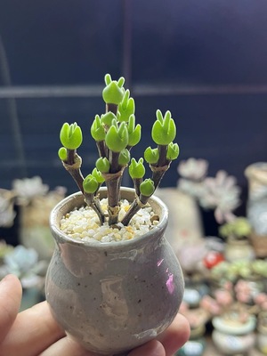 枝干番杏小兔子多肉植物超萌迷你米粒 易群生 易开花多肉盆栽绿植