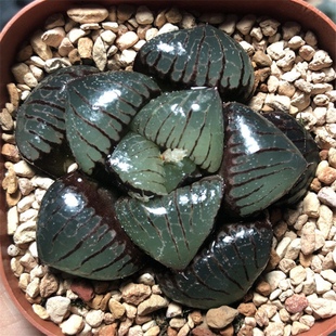 精品十二卷属丸叶日月潭5cm左右多肉植物组培万象玉扇寿玉露