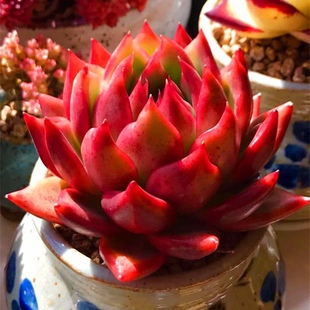 正版弗兰克 多肉植物 稀有盆栽小贵货品种品相花卉肉肉