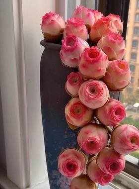 水蜜桃玫瑰多肉植物山地酒杯玫瑰粉耶罗鸡蛋玫瑰盖瑞米尔