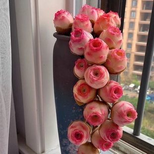 水蜜桃玫瑰多肉植物山地酒杯玫瑰粉耶罗鸡蛋玫瑰盖瑞米尔