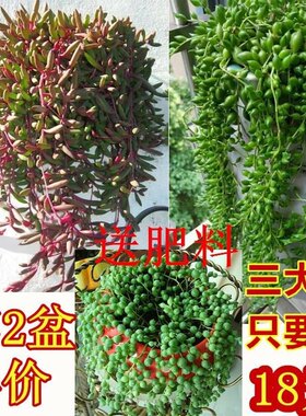 组合多肉珍珠吊兰一盆包邮多肉植物佛珠吊兰情人泪吊兰紫玄月吊兰