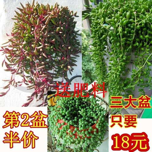 组合多肉珍珠吊兰一盆包邮多肉植物佛珠吊兰情人泪吊兰紫玄月吊兰