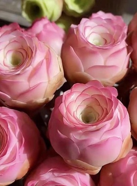 耶罗山地酒杯玫瑰多肉植物山地玫瑰迷你小盆栽盆栽花卉办公室客厅