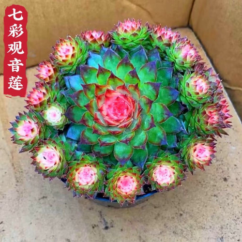 七彩观音莲多肉植物粉色七彩观音莲带小崽阳台庭院室内花卉盆栽