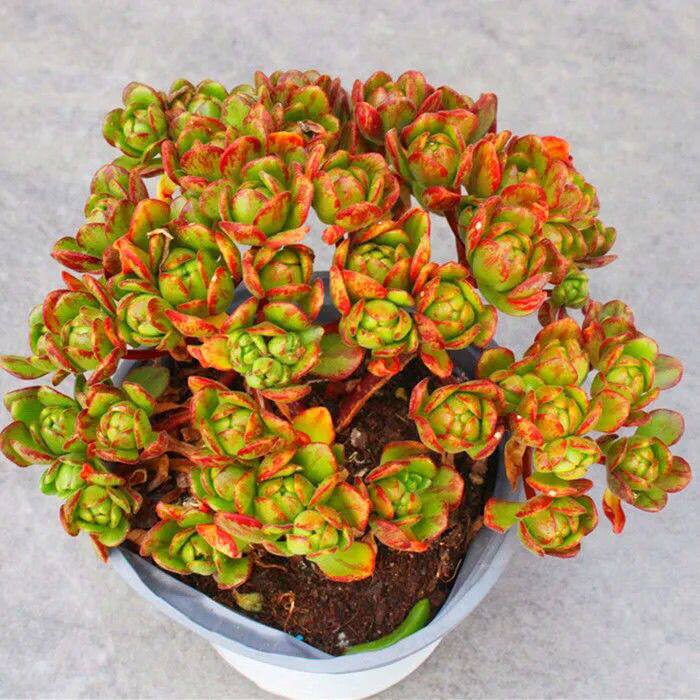 小狐狸多肉橄榄球玫瑰 小人祭植物室内盆栽绿植萌肉肉露养