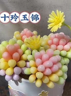 五十铃玉锦多头群生彩虹玲玉多肉植物室内办公室花卉盆栽新手懒人