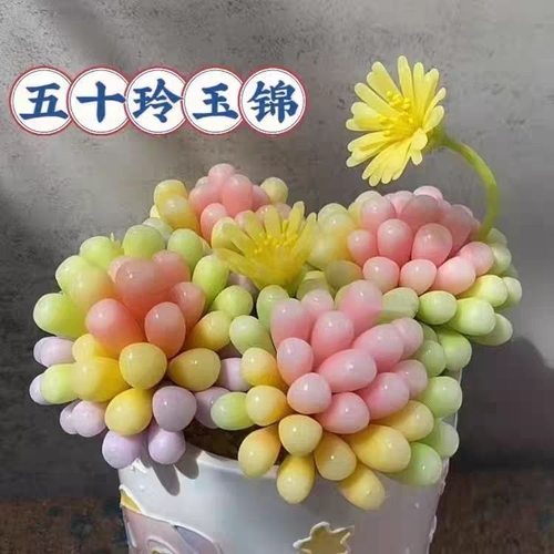 五十铃玉锦多头群生彩虹玲玉多肉植物室内办公室花卉盆栽新手懒人