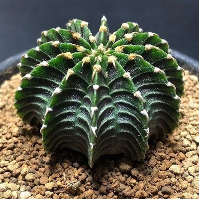美杜莎实生多肉植物 稀缺冷门开花趣味块根植物桌面小盆栽