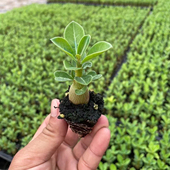 沙漠玫瑰盆栽沙漠玫瑰重瓣植物室内花卉盆栽耐旱四季 好养开花盆景