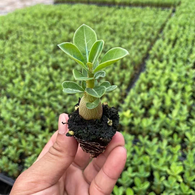 沙漠玫瑰盆栽沙漠玫瑰重瓣植物室内花卉盆栽耐旱四季好养开花盆景