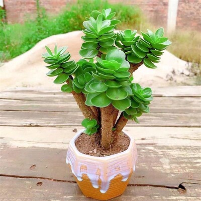 金钱木老桩多头多肉植物绿植办公室聚财花卉绿植好养多肉