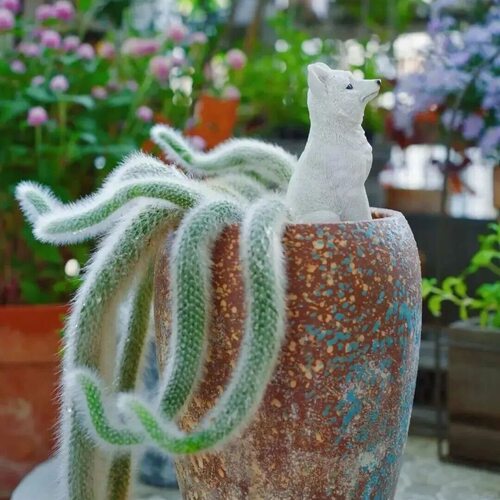 多肉植物仙人掌科仙人柱猴尾柱软毛猴尾巴九尾狐阳台净化空气盆栽