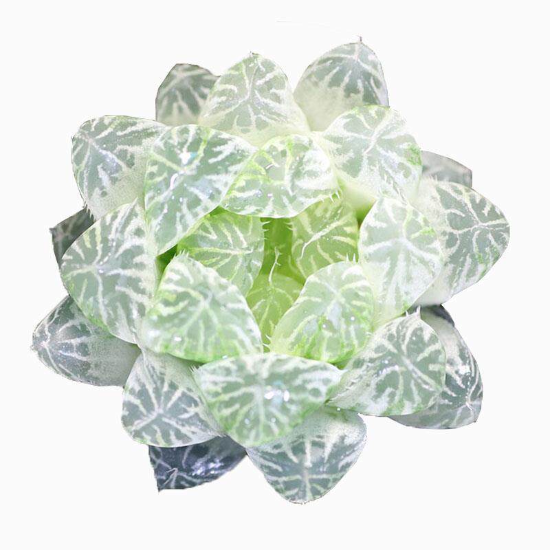 韩国进口白色玉露白色多肉正宗白斑玉露多肉植物非组培基地发货