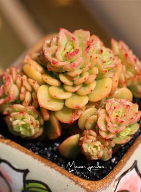 超美实拍蜡牡丹群生多肉植物创意盆栽组合特价阳台庭院