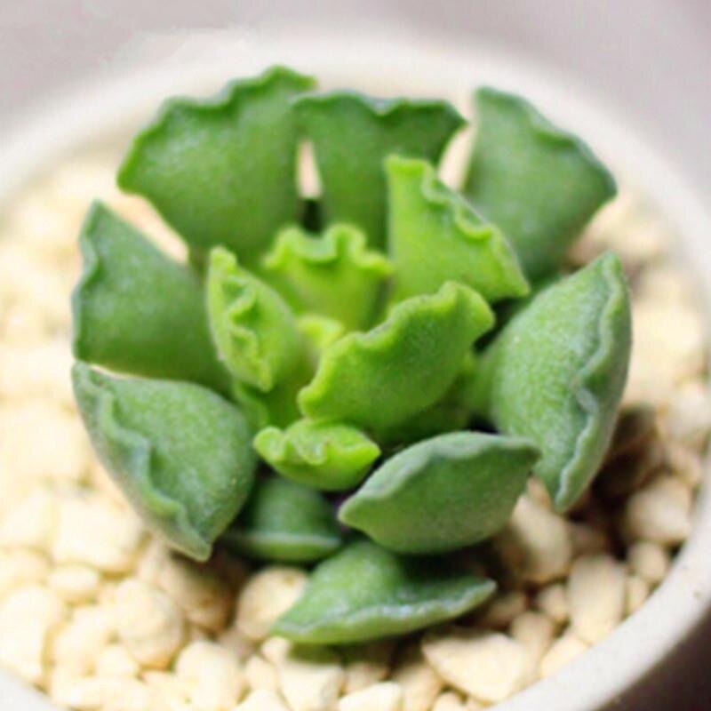多肉植物【神想曲】精品进口阳台绿植盆景办公室盆栽花卉室内创意