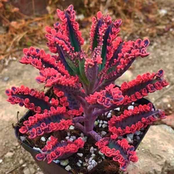 多肉植物宽叶不死鸟蕾丝公主多头不死鸟锦肉肉落地生根植物,鲜花速递/花卉仿真/绿植园艺,多肉植物,淘宝优惠券,粉丝福利购,淘宝优惠卷