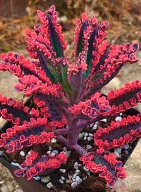 多肉植物宽叶不死鸟蕾丝公主多头不死鸟锦肉肉落地生根植物