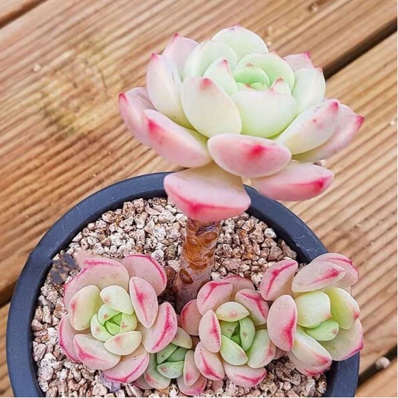 韩国香草比斯有香味多肉植物盆栽热门贵货肉肉室内阳台花卉