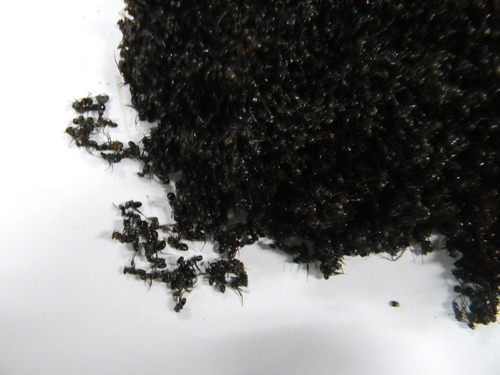 长白山黑蚂蚁半干山2袋包邮